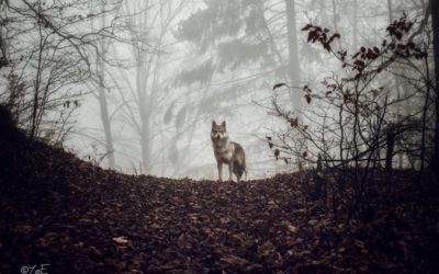 Najkrajšou fotografiou z územia MAS je „Vlk“