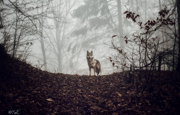 Najkrajšou fotografiou z územia MAS je „Vlk“